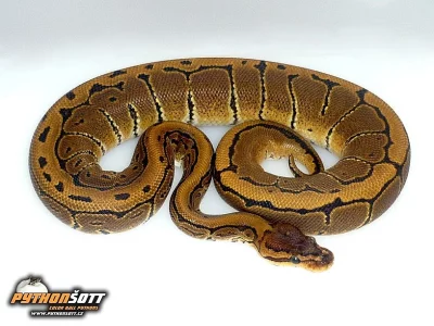 Python regius PINSTRIPE - odchov 2014